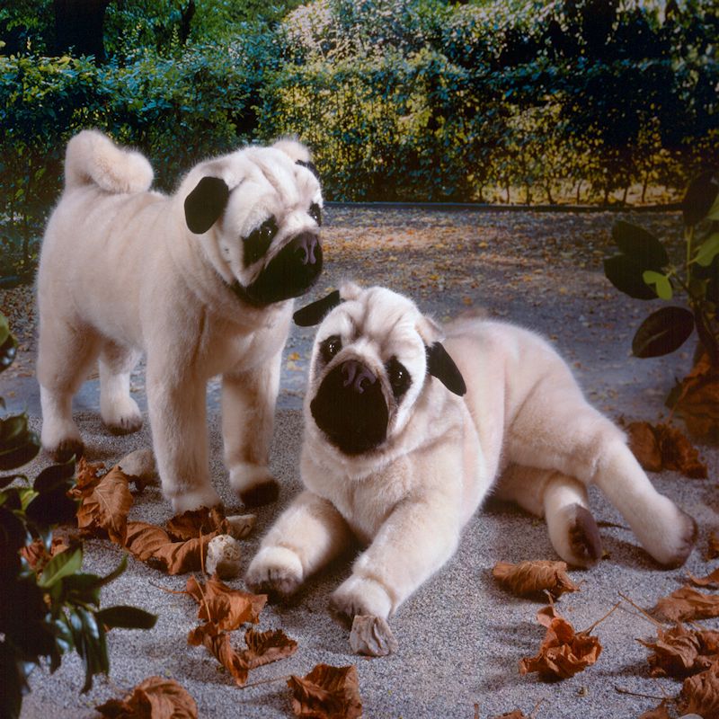 Sand hot sale mountain pugs