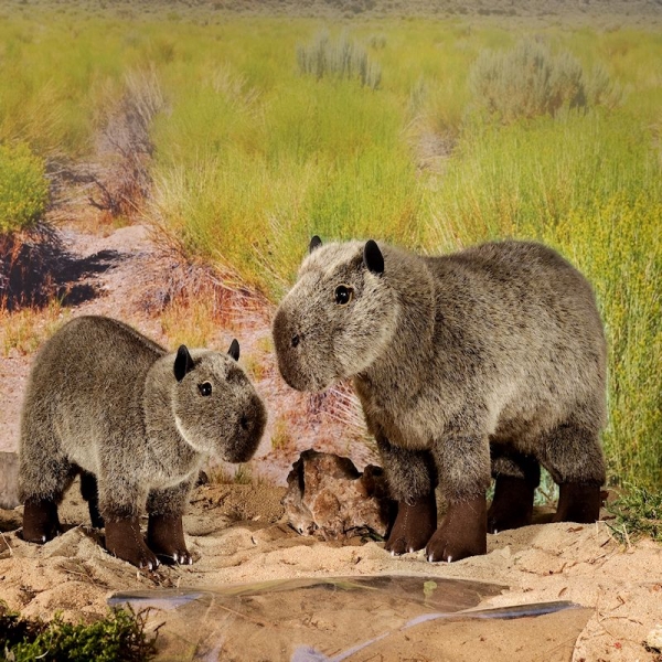 kosen capybara