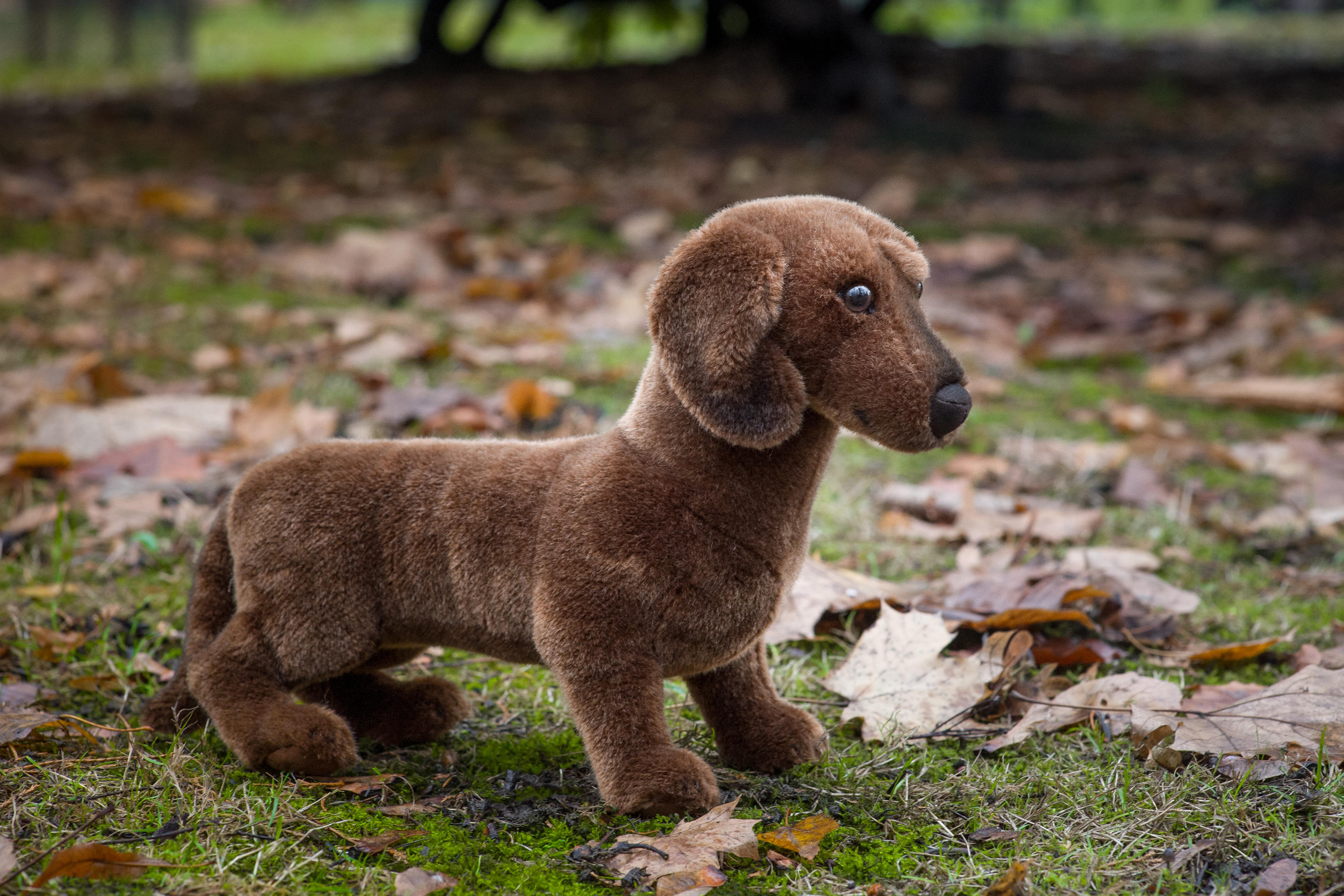 smooth haired miniature dachshund