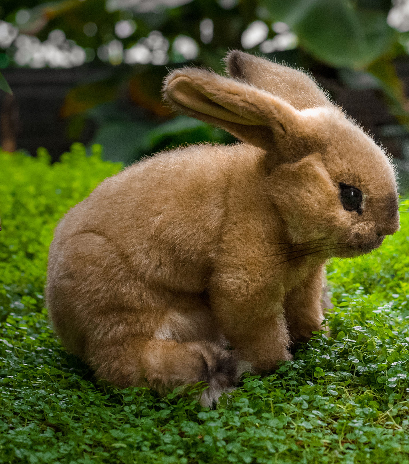 beige bunny